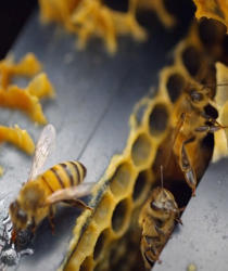 "And your Lord inspired to the bee"