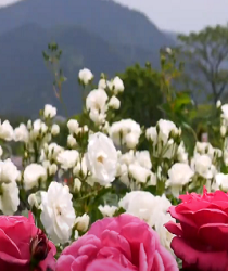 "And He it is who causes gardens to grow, [both] trellised and untrellised"