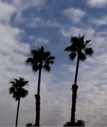 "And lofty palm trees having fruit arranged in layers"